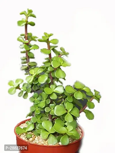 Baishnab  JADEM Jade Plant