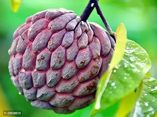 Baishnab  Red Custard apple Plants Custard Apple Pl-thumb0