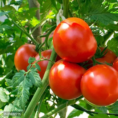 Baishnab Tomato seed  25 psVG 25 2607M 66225PIECE-thumb0