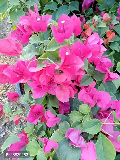 Baishnab  Baugainvillea Plant Disha000260 Baugai