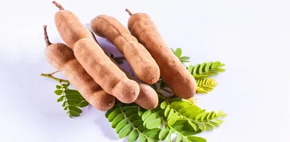 Baishnab Tamarind Plant Tamarind_Plants-thumb1