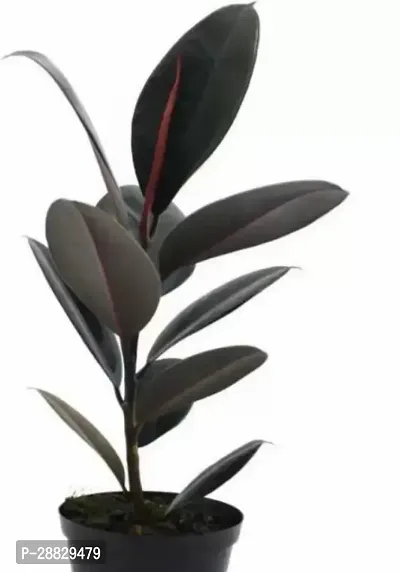 Baishnab  Rubber Plant R24 Rubber Tree-thumb0