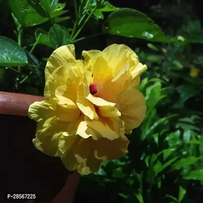 Baishnab Hibiscus Plant Hibiscus Yellow Live Flower Plant CF33000911