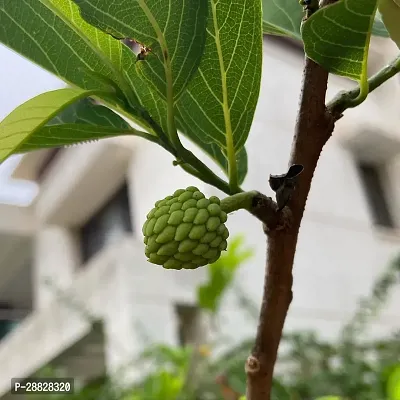 Baishnab  Custard Apple Live Plant Disha309075 C