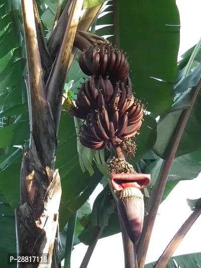 Baishnab  Red Banana Plant Banana Plant