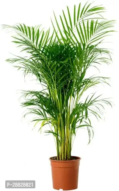 Baishnab  areca palm plant Dypsis lutescens indoor-thumb0