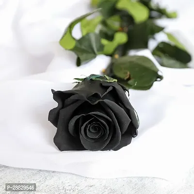 Baishnab  Unique Black Rose Plant CF50003 Rose Pl