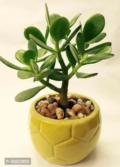 Baishnab  Jade Live Plant Good Luck Plant CF11112