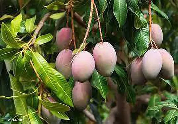 Baishnab Mango Plant Grafted hybrid mango-thumb0