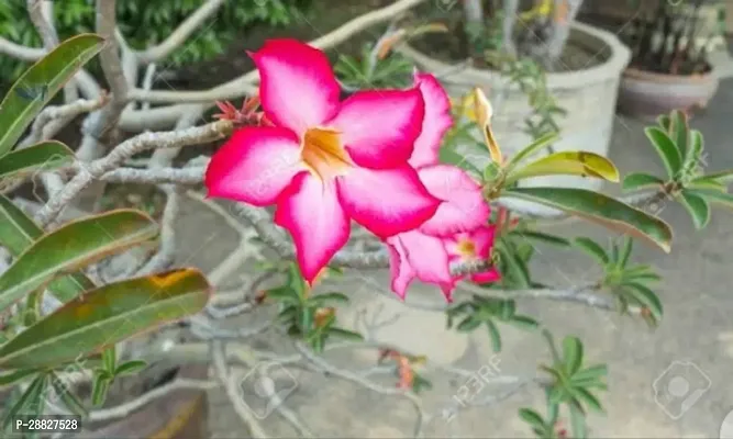 Baishnab  Adenium Plant Desert Rose Pink Double-thumb0