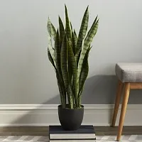 Baishnab Snake Plant Air Purifier Snake Plant Pot Included Live Plant-thumb2