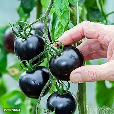 Baishnab Tomato seed  100 psSeeds Black Tomato F1 Hybrid Heirloom100PIECE-thumb0