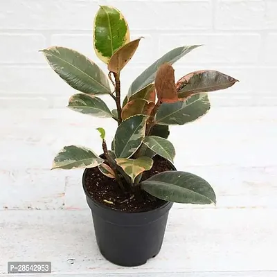 Baishnab Rubber Tree Plants322-thumb0