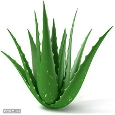 Baishnab  ALO10 Aloe Vera Plant-thumb0