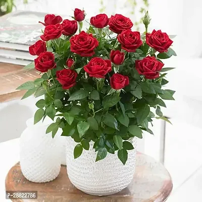 Baishnab  Red Rose Flower Plant CFA419 Rose Plan