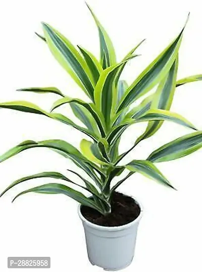 Baishnab  RSDracenaGreen01 Dracaena Plant