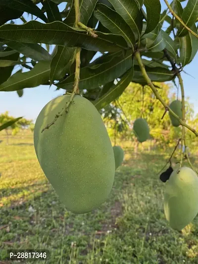 Baishnab  Badami Mangoes Hybrid Mango Plant-thumb0