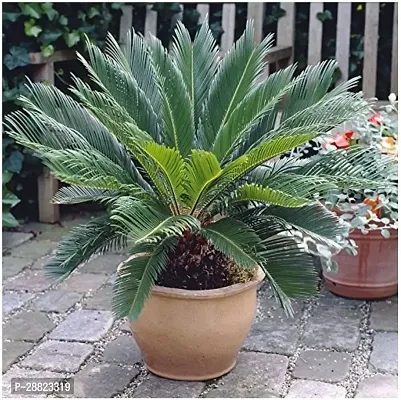 Baishnab  Cycas Revoluta plant CFO491 Cycus Revo