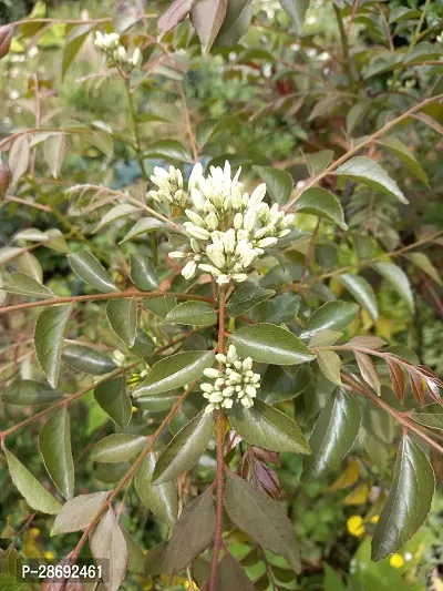 Baishnab Murraya Paniculata Plant Kamini Flower Murraya PaniculataPlant CF00961