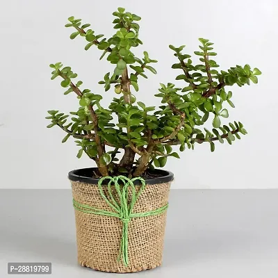 Baishnab  Jade plant pack of 1 Jade Plant-thumb0