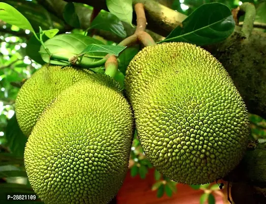 Baishnab  JAE01 Jack Fruit Plant