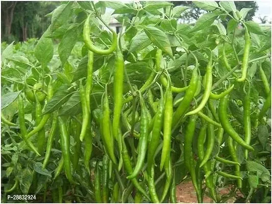 Baishnab Chili Seed  30 ps rIndoor Dwarf Hybrid Vegetable Seeds Giant Sized Indian Green Chilli Seeds Seed30PIECE