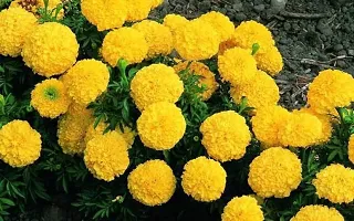 Baishnab merigold plantrM Marigold Yellow88140PIECE-thumb1