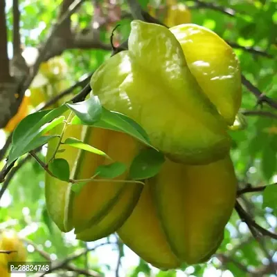 Baishnab  Rare Star Fruit Grafted Live plant CF044-thumb0