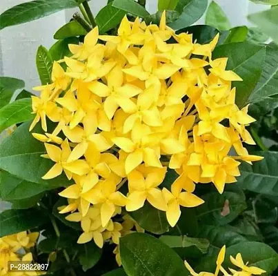 Baishnab  Yellow IxoraRangan Flower Plant Ixora Mi-thumb0