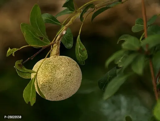 Baishnab  Kod Bel PLant 0011 Wood Apple Plant-thumb0