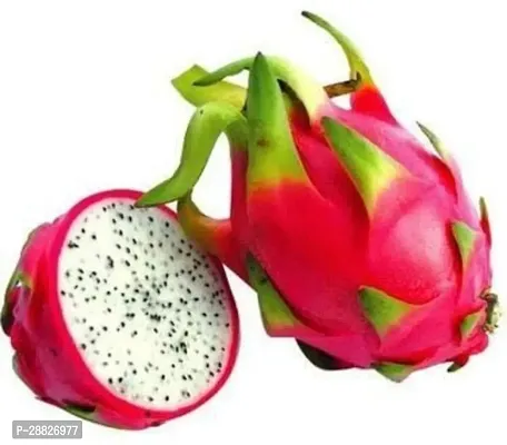 Baishnab  DRAGON FRUIT A1 Dragon Tree-thumb0