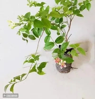 Baishnab  Madhumalti MadhumaltiRangoon Creeper