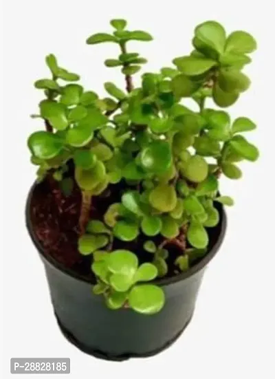 Baishnab  JADE PLANT MONEY PLANT Jade Plant-thumb0