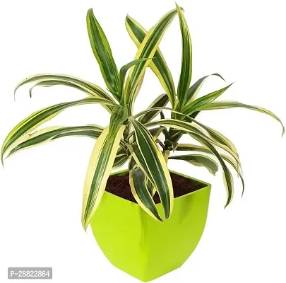 Baishnab  Song of India 01 Dracaena Plant-thumb0