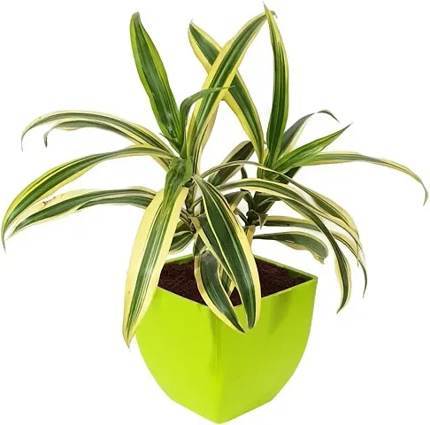 New Arrival Plant & Planters 