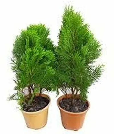 Hot Selling Plant & Planters 