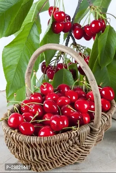 Baishnab  CHEERY PLANT Cherry Fruit Plant