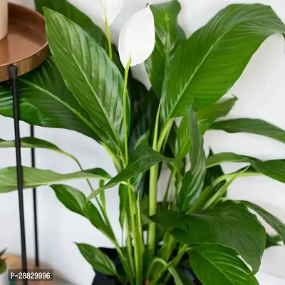 Baishnab  Peace Lily Flower Plant P15 Peace Lily