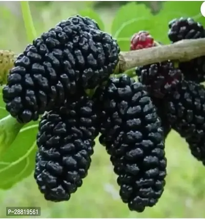 Baishnab  1 Shahtoot Mulberry Plant  With Pot  S