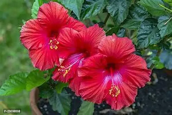 Baishnab Hibiscus Plant Red Hibiscus plant-thumb0