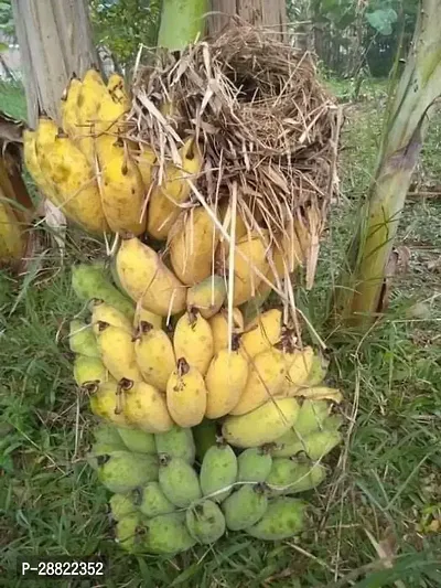 Baishnab  Hybrid  Banana live plant for fruiting G