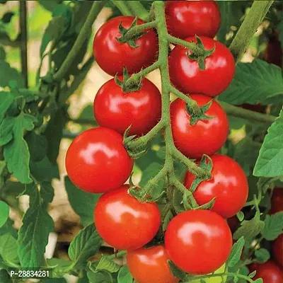 Baishnab Tomato seed 20 per packetKD 145120PIECE-thumb0