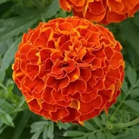 Baishnab Marigold 75ps seed mc ygA mari gold orange16475PIECE-thumb1