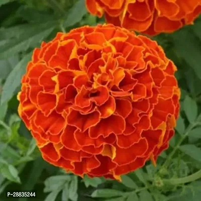 Baishnab Marigold 75ps seed mc ygA mari gold orange16475PIECE-thumb2