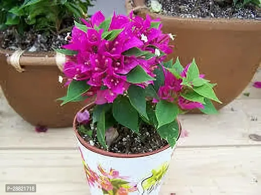 Baishnab  bs01 Bougainvillea Plant-thumb0