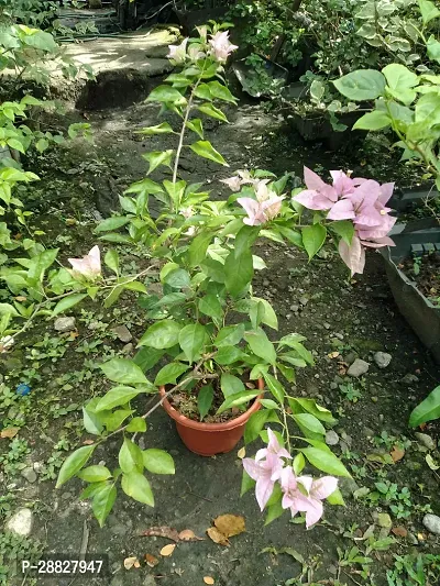 Baishnab  Bougainvillea Plant CF000169 Baugainvil-thumb0