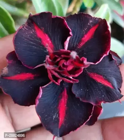 Baishnab  Adenium flower plant Adenium Plant