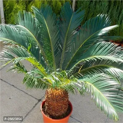 Baishnab  Cycas Revoluta Plant Live Plant CF011 C