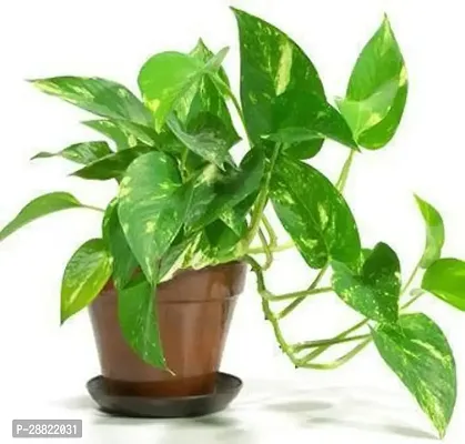 Baishnab  Money Plant CF008611 Money Plant-thumb0