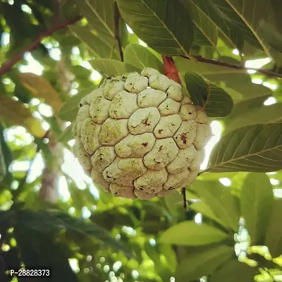 Baishnab  Custard Apple Live Plant Disha20062113